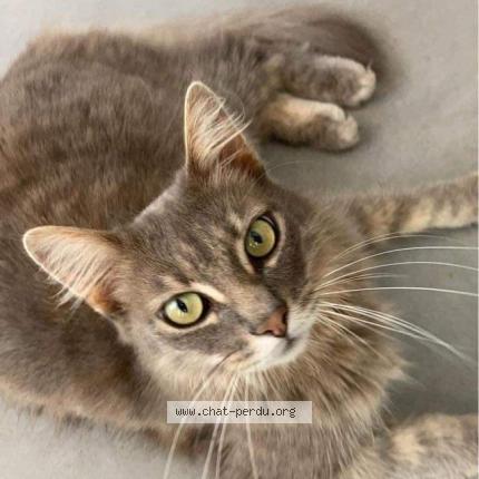 Photo 1/1 Chat retrouvé Perdu à Saint genes du retz jayet