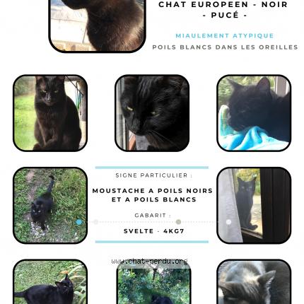 Photo de chat perdu à Bormes Les Mimosas