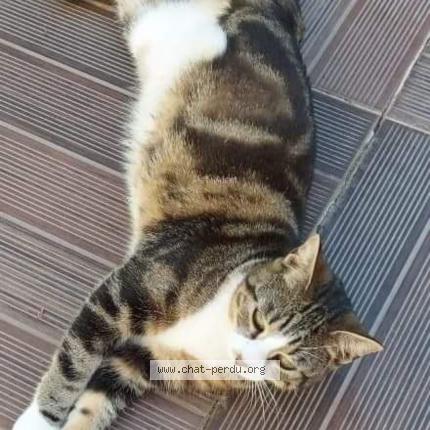 Photo 1/1 Chat retrouvé Perdu à Vatan