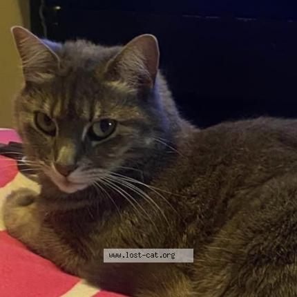 Photo 1/1 Kitten Chat perdu à St catharines l2p3a7