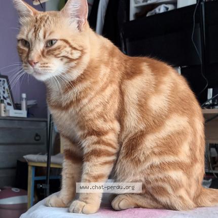 Photo 1/1 Chat retrouvé Perdu à Marchiennes