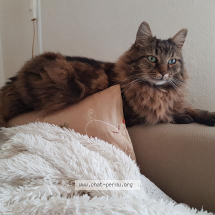 Photo 1/1 Chat retrouvé Perdu à Saint Maur Des Fosses