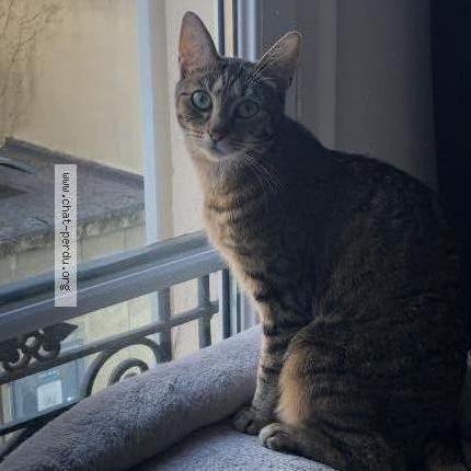 Photo 1/2 Chat retrouvé Perdu à Nanterre