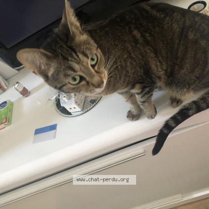 Photo 2/2 Chat retrouvé Perdu à Nanterre