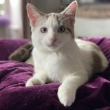 Photo de chat perdu à Juigne Sur Sarthe