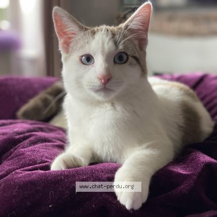 Photo 1/1 Chat retrouvé Perdu à Juigne sur sarthe