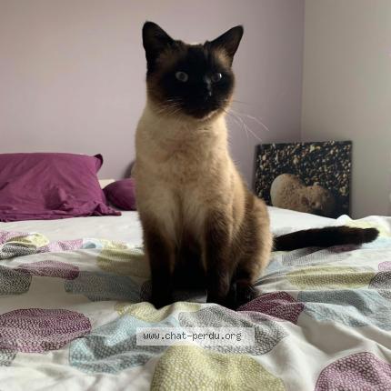 Photo de chat perdu à Lanton