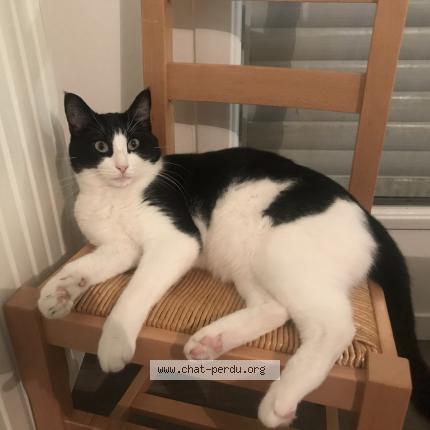 Photo 1/1 Chat retrouvé Perdu à Bouaye