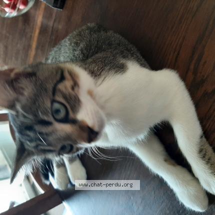 Photo 1/1 Chat retrouvé Perdu à Montech