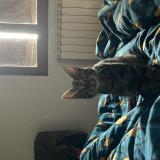 Photo de chat perdu à Bayonne