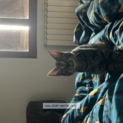 Photo de chat perdu à Bayonne