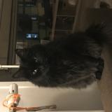 Photo de chat perdu à Bailly