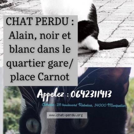 Photo 1/1 Chat retrouvé Perdu à Montpellier