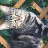 Chat Perdu Ou Trouve Eure 27 France Chat Perdu Ou Trouve Eure 27 France