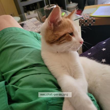 Photo 1/1 Chat retrouvé Perdu à Merdrignac