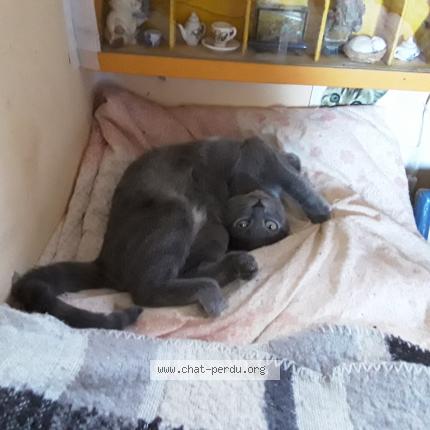 Photo 1/1 Chat retrouvé Perdu à Vesseaux