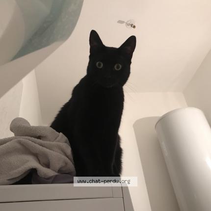 Photo 1/1 Chat retrouvé Perdu à Villefrancoeur