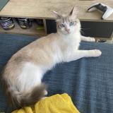 Chat Perdu Ou Trouve Eure 27 France Chat Perdu Ou Trouve Eure 27 France