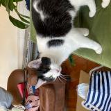 Photo de chat perdu à Lyon