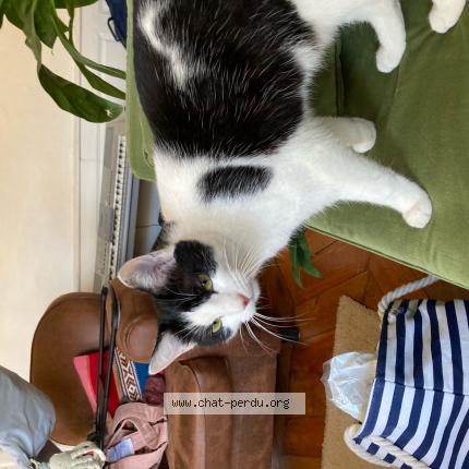 Photo 1/1 Chat retrouvé Perdu à Lyon