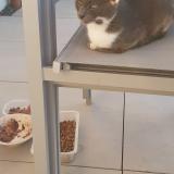 Photo de chat trouvé à Nouillonpont