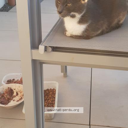 Photo 1/1 Chat retrouvé Trouvé à Nouillonpont