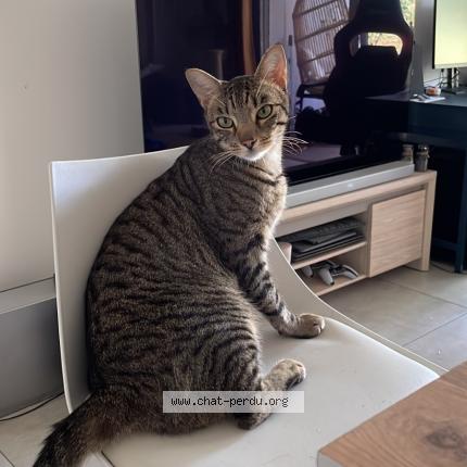 Photo 1/1 Gipsy Chat perdu à Bidart