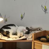 Photo de chat perdu à Portet Sur Garonne