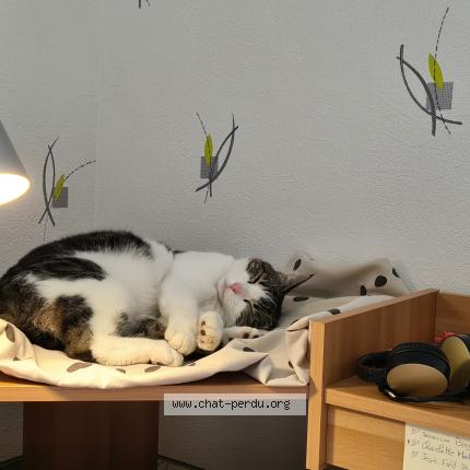 Photo 1/1 Chat retrouvé Perdu à Portet sur garonne