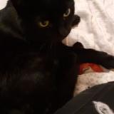 Photo de chat perdu à Poissy 78300