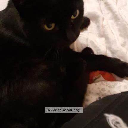 Photo 1/1 Chat retrouvé Perdu à Poissy 78300