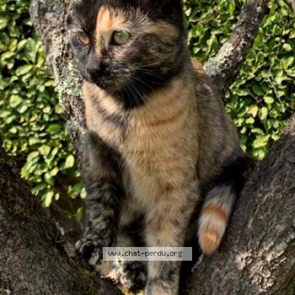 Photo 1/1 Shana Chat perdu à Meyzieu