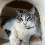 Photo de chat perdu à Drancy