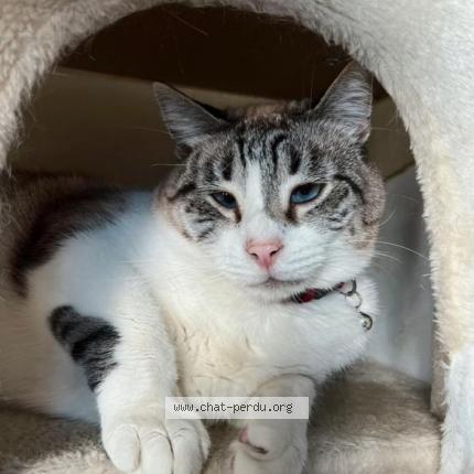 Photo 1/1 Chat retrouvé Perdu à Drancy