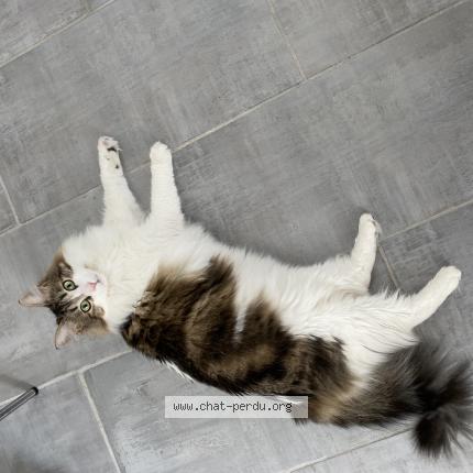 Photo de chat perdu à Tarbes