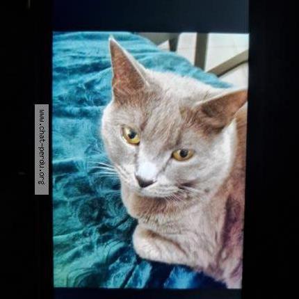 Photo 1/2 Anana Chat perdu à Grasse