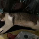 Photo de chat trouvé à Saint Priest