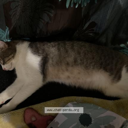 Photo 1/1 Chat retrouvé Trouvé à Saint priest