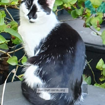 Photo 1/1 Titie Chat perdu à Senneville sur fecamp