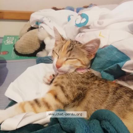 Photo 1/1 Chat retrouvé Perdu à Toulouse