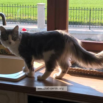 Photo 1/1 Monty Chat perdu à Plouneour menez