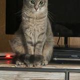 Photo de chat perdu à Perenchies