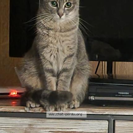 Photo 1/1 Chat retrouvé Perdu à Perenchies