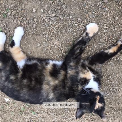 Photo 1/1 Chat retrouvé Perdu à Saint congard