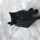 Photo de chat perdu à Castelmaurou