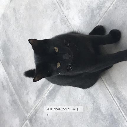 Photo 1/1 Chat retrouvé Perdu à Castelmaurou