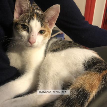 Photo de chat trouvé à Limours