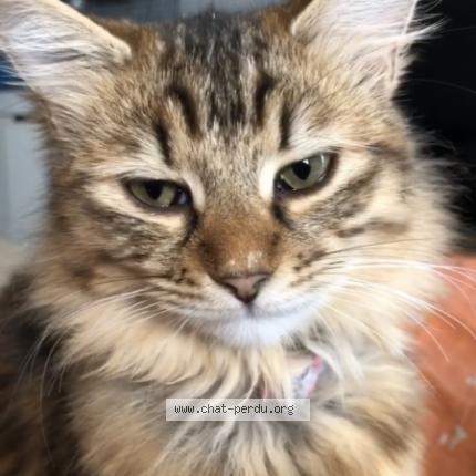 Photo 1/1 Chat retrouvé Perdu à Montpellier