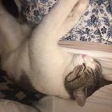 Photo de chat perdu à Montigny Lencoup