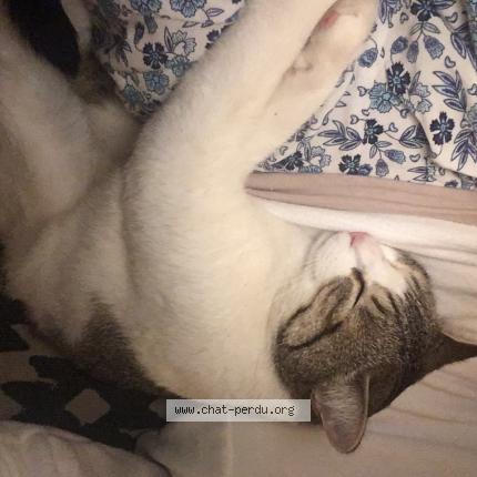 Photo de chat perdu à Montigny Lencoup